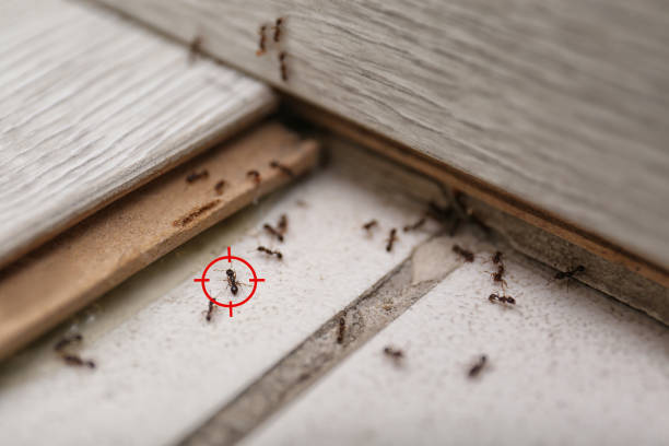 Best Ant Control Services  in Aberdeen, OH